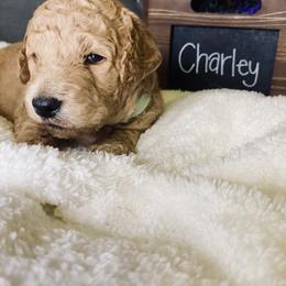 Bernedoodle and Labradoodle Puppies from Royal Doodles