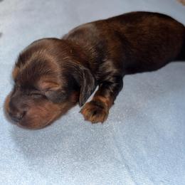Boy 2 - Brindle male Dachshund puppy in Bardstown, Kentucky from A & J Doxies