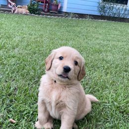 Golden Retriever Puppies from Sydney’s Goldens