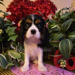 Crystal - Tri-color female Cavalier King Charles Spaniel puppy in Kermit, West Virginia from Stonecoal Cavaliers