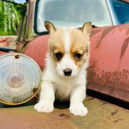 Cole - Red male Pembroke Welsh Corgi puppy in Manchester, Kentucky from Riverside Corgis