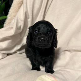 Sprocket - Black male Dachshund puppy in Kentucky from Wonderful Weiners