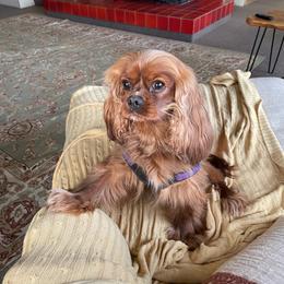 Cavapoo puppies from Larisa's Cavaliers