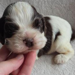 Yellow - Liver and white male Shih Tzu puppy in Jenks, Oklahoma from Northstar Shih Tzu
