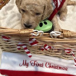 Noah - Apricot male Poodle puppy in Mobile, Alabama from Semmy’s Standard Poodle LLC