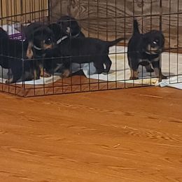 Rottweiler Puppies from Von Haus of Pearl
