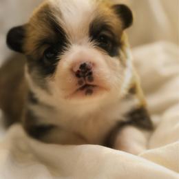 Owen - Red male Pembroke Welsh Corgi puppy in Inola, Oklahoma from Pine Lane Pembrokes
