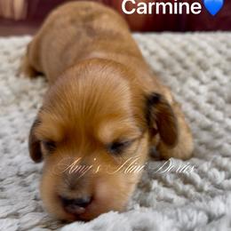 Carmine - Dapple male Dachshund puppy in Jena, Louisiana from Amy’s Mini Doxies