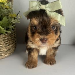 Chocolate girl - Chocolate, tan and white female Yorkshire Terrier puppy in Gainesville, Georgia from Country Dog Kennels.
