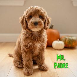 Mr. Padre - Red  male Goldendoodle puppy in Sacramento, California from Dandy Doodles Goldendoodles