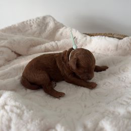 Ollie - Red  male Poodle puppy in Missouri from Midwest Miniature Poodles
