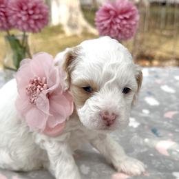 Snow - Tri-color female Cavapoo puppy in Mona, Utah from Hearts Full of Puppies