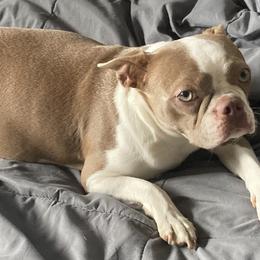 Boston Terriers from Nettles Nuggets