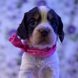 Jilly - Liver white and tan female English Springer Spaniel puppy in Crawford, Tennessee from Lilly Lane Spaniels