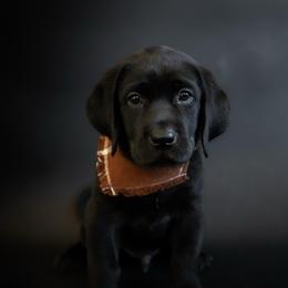 Fuse - Black male Labrador Retriever puppy in Allons, Tennessee from UC Labradors LLC