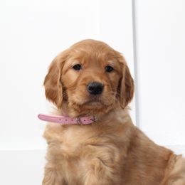 Australian Shepherd and Golden Retriever Puppies from Sterling Valleys Goldens and Aussies
