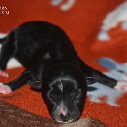 Stevie - Black female Miniature Australian Shepherd puppy in Patterson, North Carolina from DreamLine Aussies