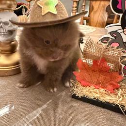 AKC EXOTIC ALVIN - Lavender male Pomeranian puppy in Wyandotte, Michigan from FAITHOPELOVE POMS KENNELS