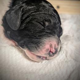 Pesto - Black and white male Sheepadoodle puppy in Berwick, Pennsylvania from Wright’s Wiggle Butts