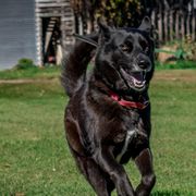 Gerberian Shepskies and Sporty Mixes from Northwoods Mystic Pawz