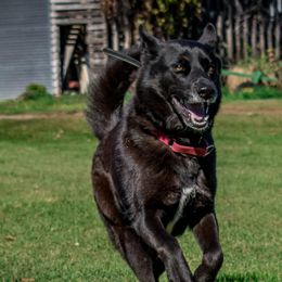 Gerberian Shepskies and Sporty Mixes from Northwoods Mystic Pawz
