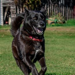 Gerberian Shepskies and Sporty Mixes from Northwoods Mystic Pawz