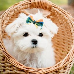 Maltese puppies from Dawn's Maltese
