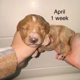 April - Apricot female Goldendoodle puppy in Suring, Wisconsin from Black Oak Doodles
