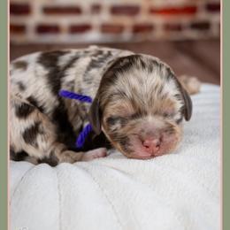 Emily - Merle female Cockapoo puppy in Connersville, Indiana from Deaz Doodle Ranch