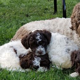 Lagotto Romagnolo Puppies from Crescendo Lagotto Romagnolos