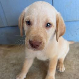 Beige Boy - Yellow male Labrador Retriever puppy in Elk Grove, California from Labrador Trails
