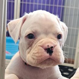 Victor - White male Boxer puppy in East Moline, Illinois from WildRiver Boxers