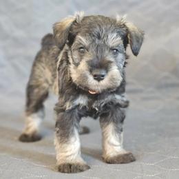 AKC Houston - Salt and pepper male Miniature Schnauzer puppy in Richardton, North Dakota from Crooked Tree Ranch