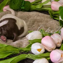 Black Male - Liver and white male German Shorthaired Pointer puppy in Kenai, Alaska from LakeHaus Kennels