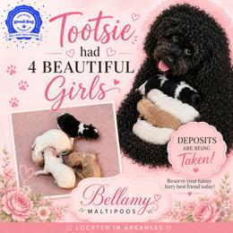 Maltipoo puppies from Bellamy Maltipoos
