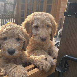 Goldendoodle Puppies from Lundee Doodles