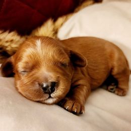 Cooper - Ruby male Cavalier King Charles Spaniel puppy in Watsontown, Pennsylvania from Huntsman Cavaliers