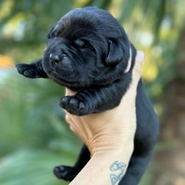 Dior - Black female Dilute Retriever puppy in Orangevale, California from NorCal Silver & Coal Labradors