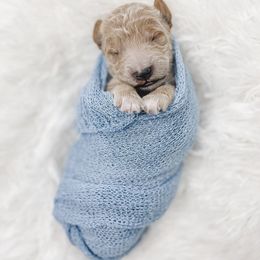 Aussiedoodle and Goldendoodle Puppies from Garside Doodles