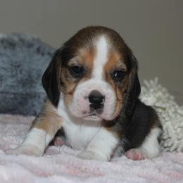 Paris - Black tan and white female Beagle puppy in Morrill, Kansas from Kelle Beagles