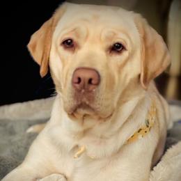 Vail - Labrador Retriever