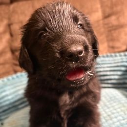 Diamond - Black female Flat-Coated Retriever puppy in Saxapahaw, North Carolina from Banquo