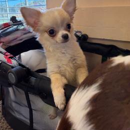 Marty 8747 - Cream and white male Chihuahua puppy in Fredericksburg, Indiana from Country Star Chihuahuas
