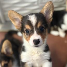 Boy 3 - Sable male Pembroke Welsh Corgi puppy in Sacramento, California from 777 Corgis