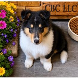Roux - Black white and tan male Collie puppy in Carencro, Louisiana from Cajun Bayou's Collies LLC
