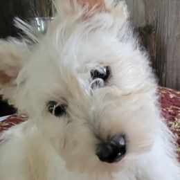 Miniature Schnauzers from Joye Cantrell's Miniature Schnauzers