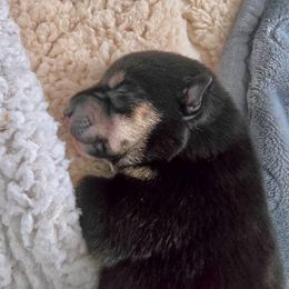 AKC Dasher - Black and tan male Shiba Inu puppy in Jensen Beach, Florida from ScrapiShibas