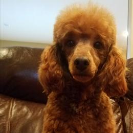 Rip - Poodle