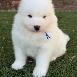 Blue - White male Samoyed puppy in Paulden, Arizona from Carefree Samoyeds & Deserthills Labradors