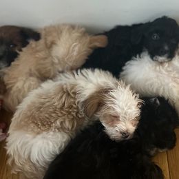 Maltipoos from Edwards